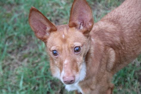 venta podencos|Podenco kaufen und verkaufen